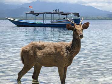 Swimming With The Deers: A Surreal Experience On Menjangan Island, Bali
