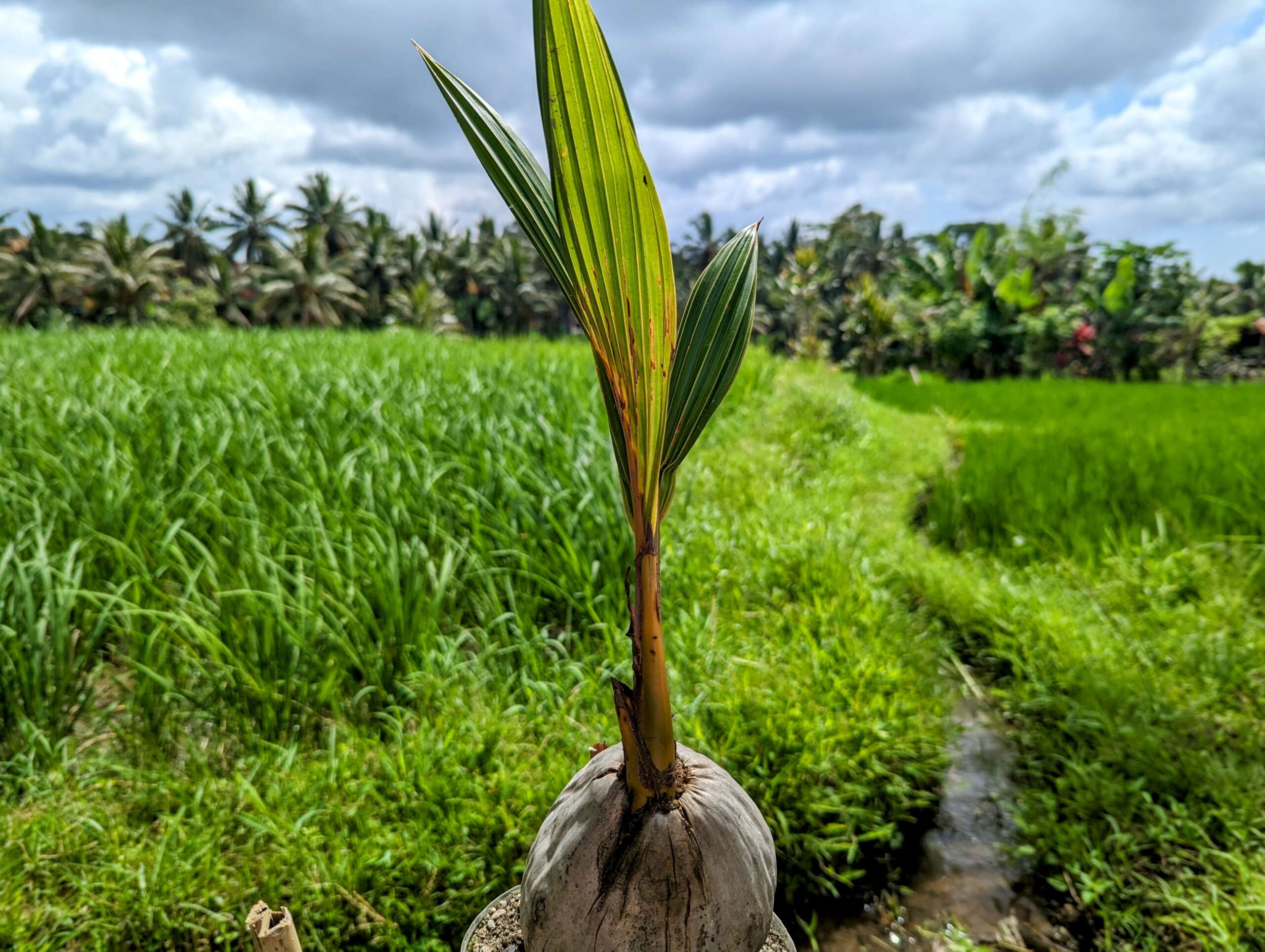 A coconut tree is growing.