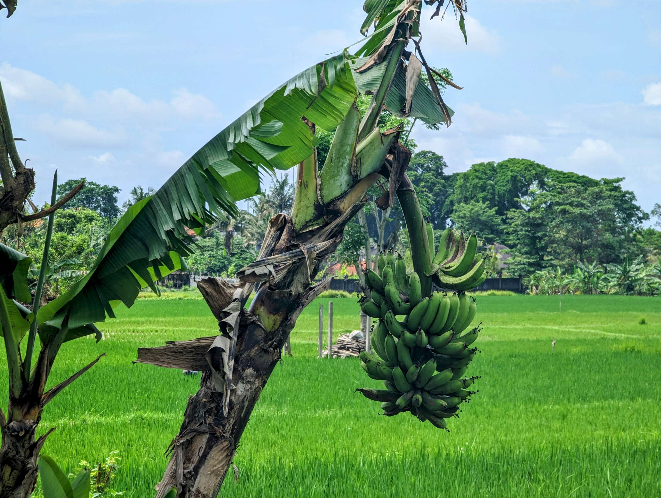 Banana tree and rice terraces