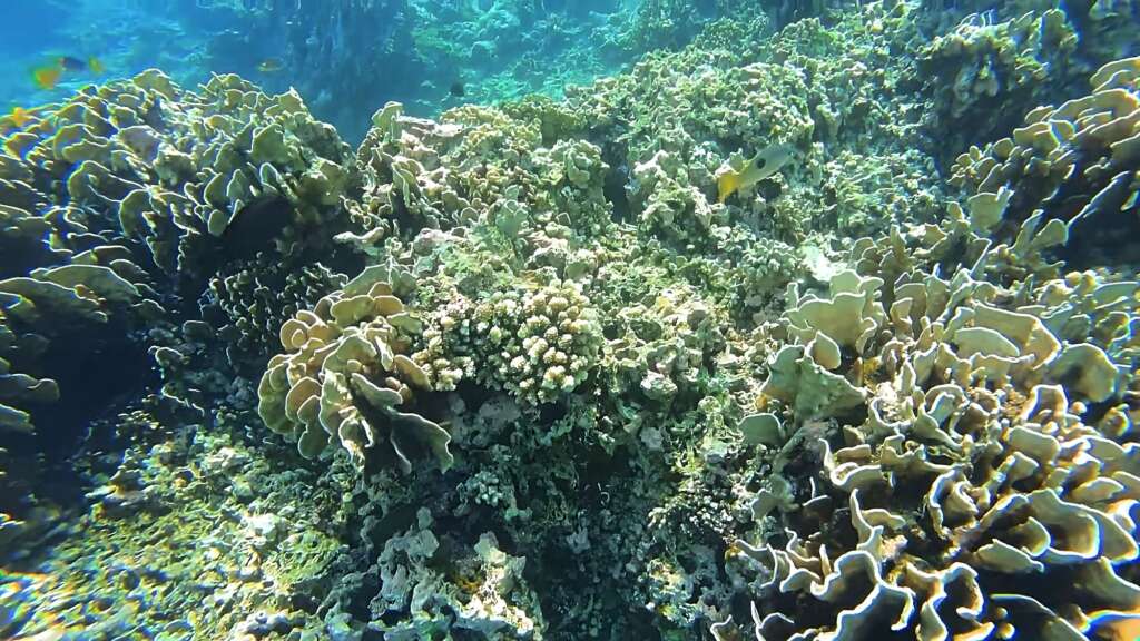 Corals in lovina