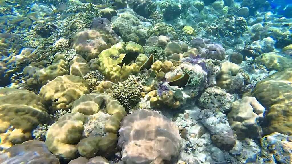 You can see plenty of corals when visiting Menjangan Island. 