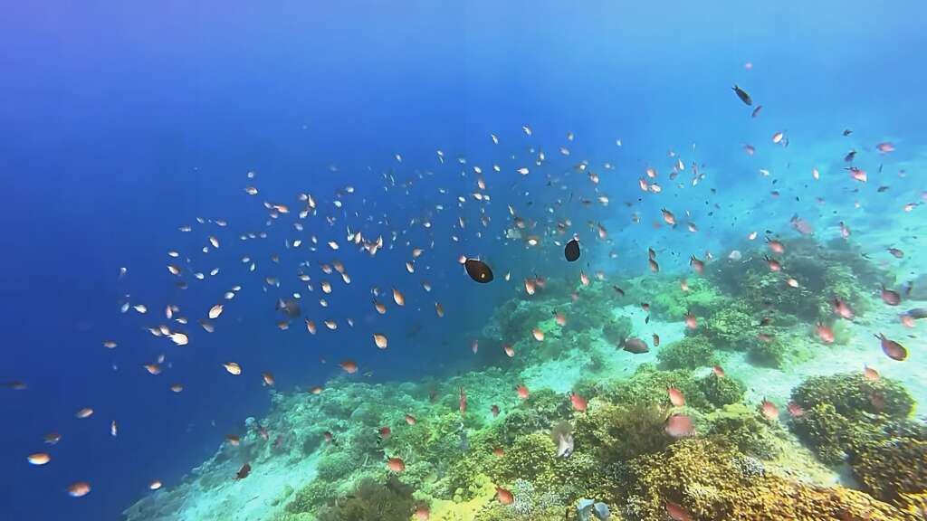 Reef and plenty of fish in Menjangan Island