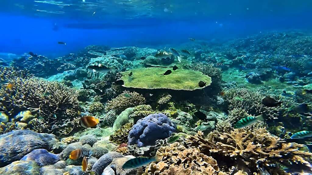 One of the best places for snorkeling in Bali is Nusa Lembongan with its great underwater world.
