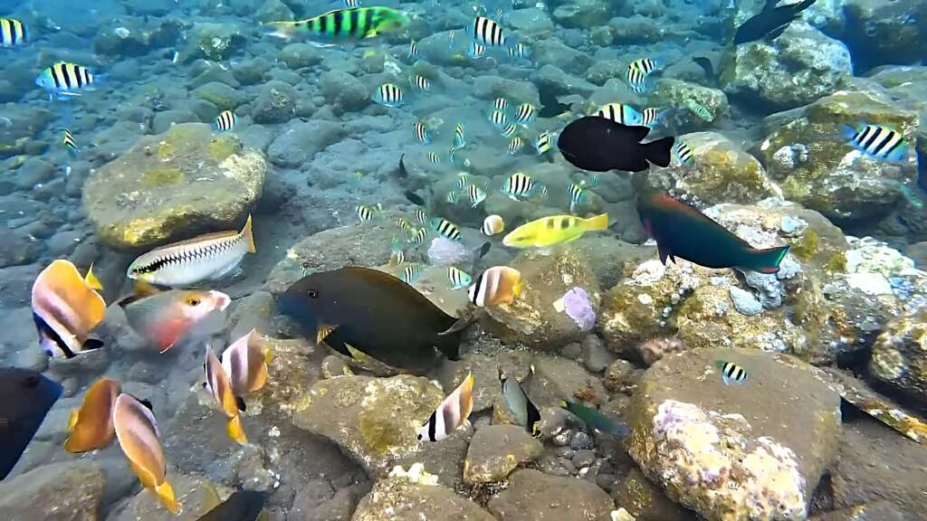 Snorkeling in Amed, one of the best snorkeling spots in Bali for us. Many fishes right next to the beach.