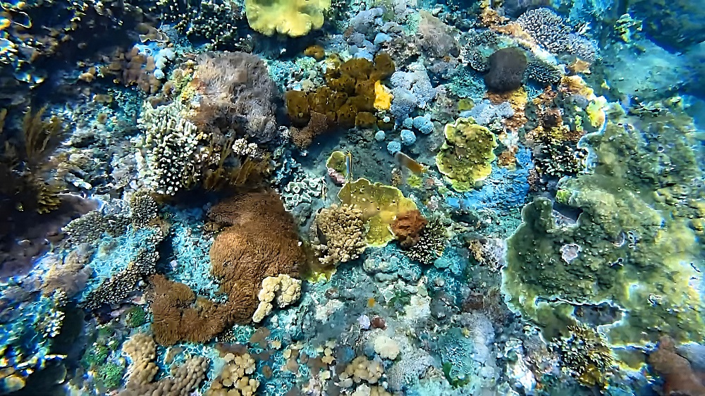Corals at Gamat Bay in Nusa Penida