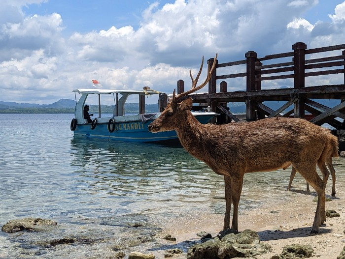 A Deer enjoying the beach and water on Menjangan Island
