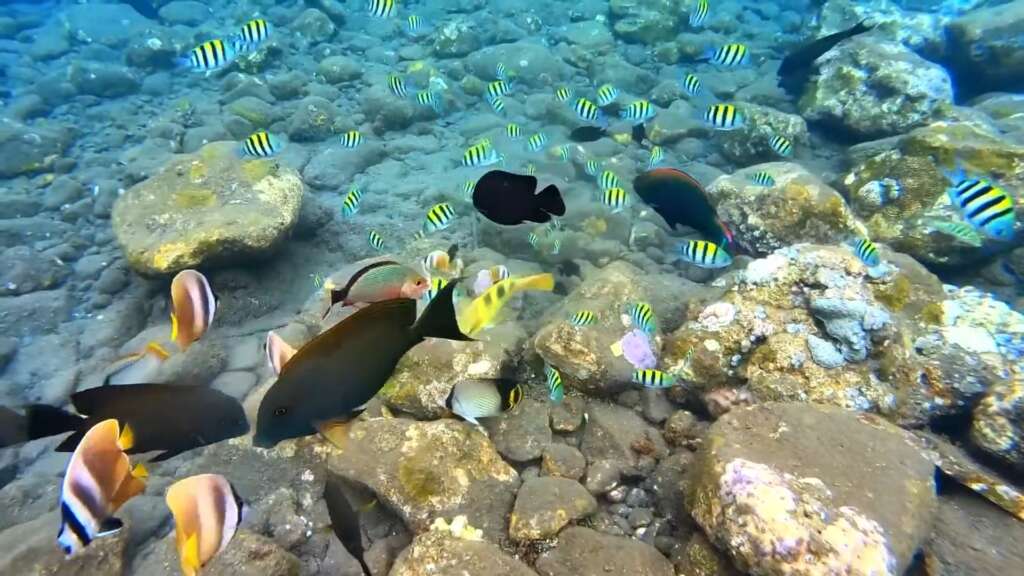 Plenty of fish in Amed. Snorkeling is one of the main reasons why Amed is worth visiting.