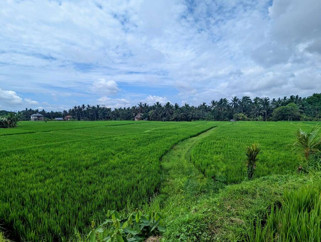 More rice field views