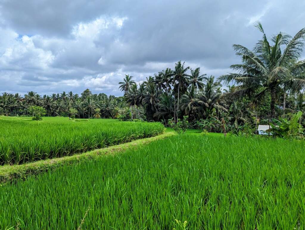 Green rice fields and coconut trees in the back