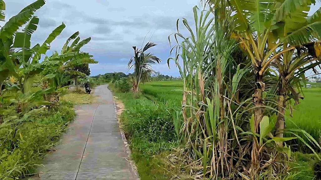 One of the last remaining rice fields in Canggu.
