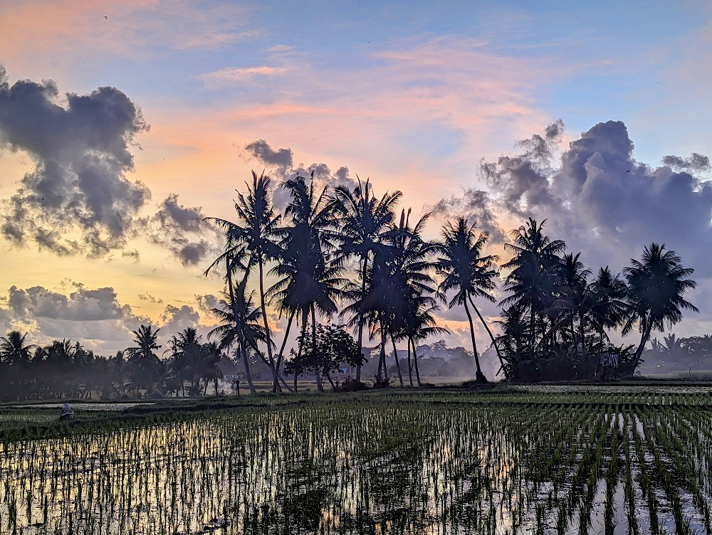 Beautiful sunset in Ubud. Rice fields and coconut trees and a magical sky.