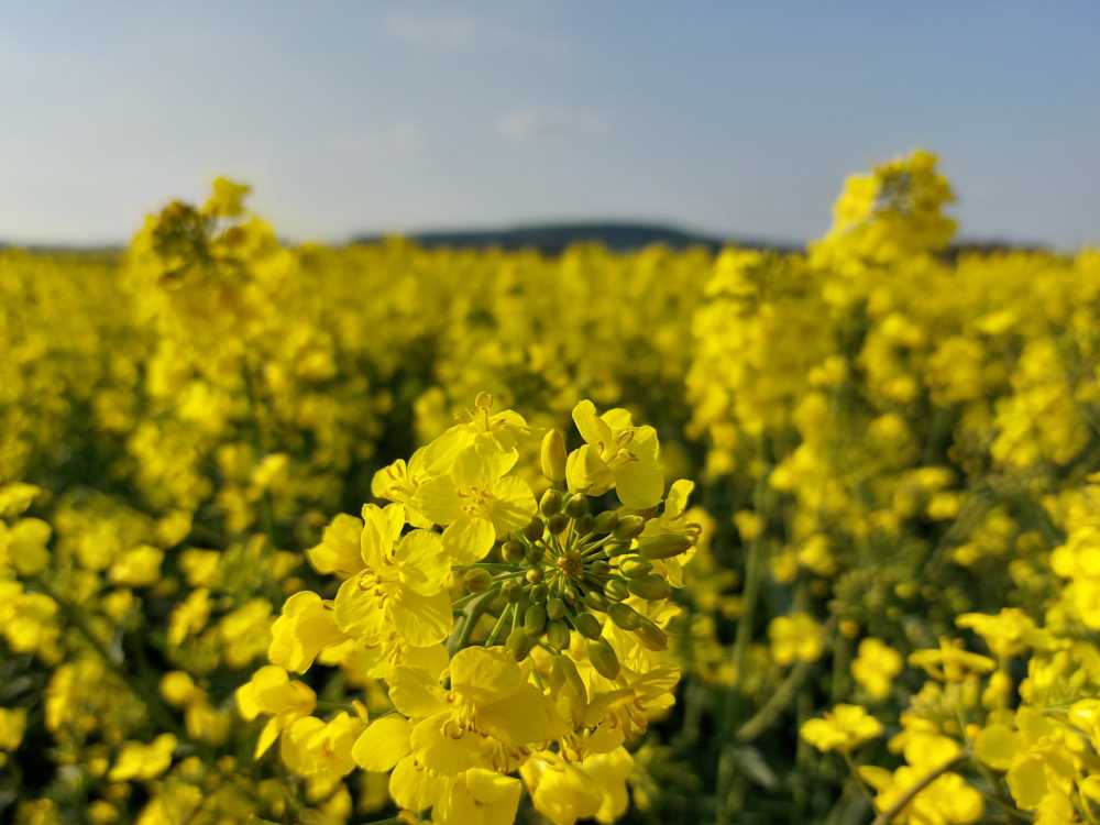 The canola flower zoomed in. Among others it is used to produce oil.