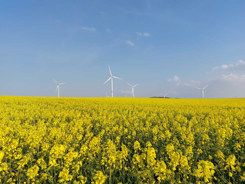 Rapseed Flower Field in Germany with Windmills in the back.