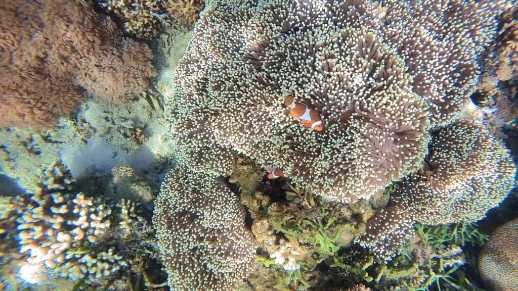 Finding nemo while snorkeling at Kenawa Island