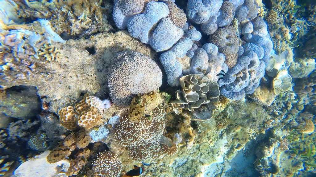 Corals and underwater life