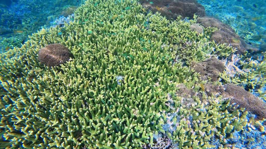 Colorful green / yellowish corals