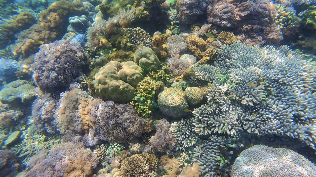 Corals are still alive and colorful