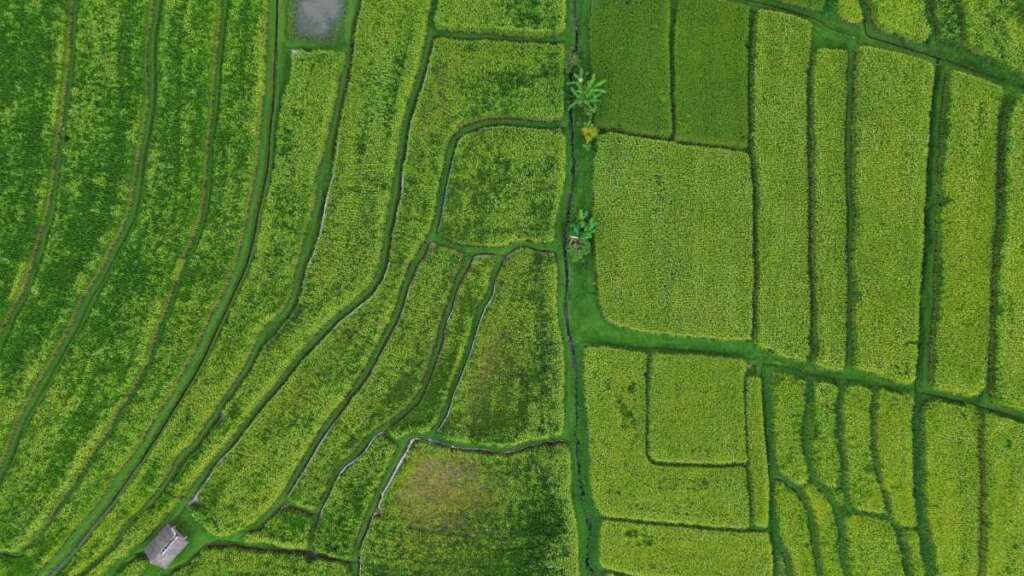 Jatiluwih rice fields from above