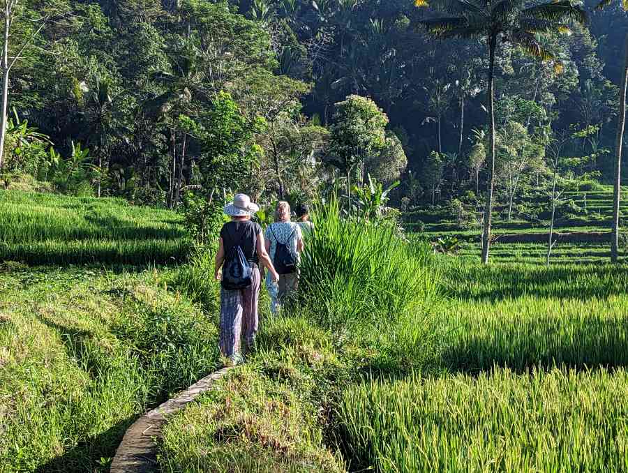 Rice field tracking Sidemen. one of the highlights of our where to Bali tour